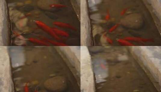池塘里的金鱼高清在线视频素材下载