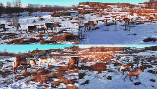 4K航拍北欧挪威塞尼亚岛野生动物鹿行走高清在线视频素材下载