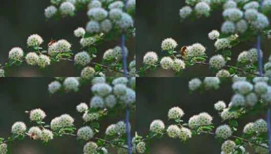 春天阳光下白色花朵上采蜜的蜜蜂高清在线视频素材下载