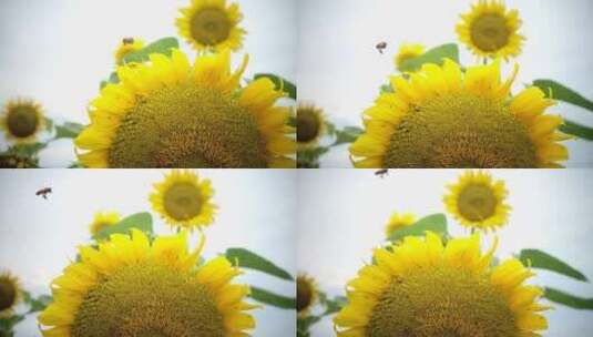 蜜蜂在向日葵花朵采蜜飞舞微距特写高清在线视频素材下载
