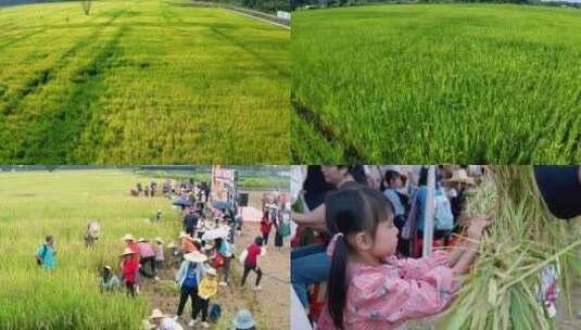 水稻农业大米丰乡村振兴亲子活动美丽乡村高清在线视频素材下载