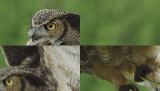 慢动作大角猫头鹰飞走了野外的猛禽高清在线视频素材下载