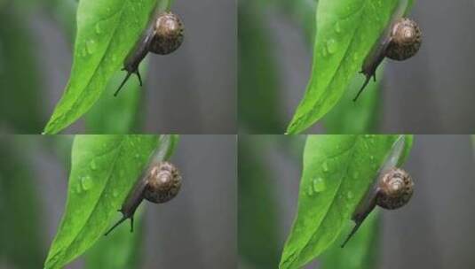 悠闲 蜗牛 缓慢爬行树叶雨水清新微距特写高清在线视频素材下载