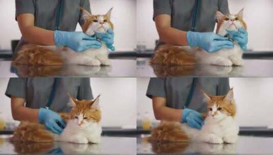 戴手套的女兽医在动物医院做猫健康检查高清在线视频素材下载