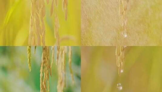 水稻 稻谷特写 万物生长 农业 稻米 谷物高清在线视频素材下载
