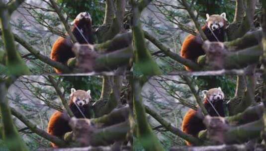 可爱的小浣熊 小熊猫特写活动高清在线视频素材下载