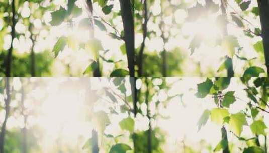 阳光和法桐树叶高清在线视频素材下载