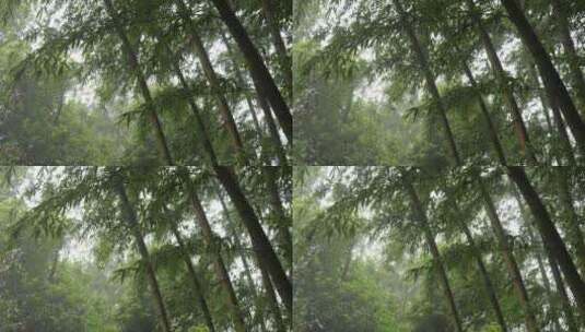 竹林竹叶禅意下雨天唯美空镜高清在线视频素材下载