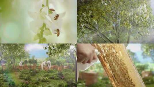 原创MINI拍摄蜜蜂采蜜蜂农割蜜合集4K高清在线视频素材下载