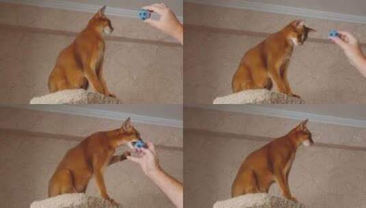 阿比西尼亚猫玩高清在线视频素材下载