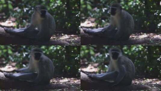 Vervet Monkey，毛皮，树干，高清在线视频素材下载