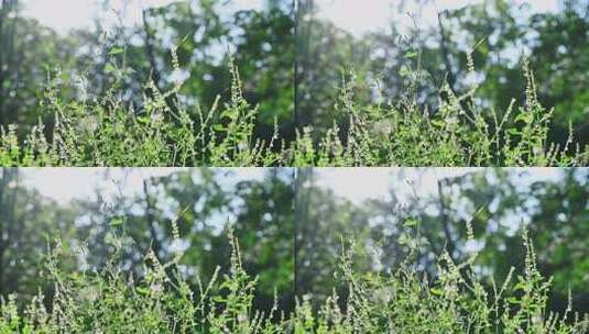 阳光下的园艺植物野花花圃高清在线视频素材下载