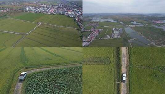 航拍 天津 小站稻 水稻 大米 生态农业 三农高清在线视频素材下载