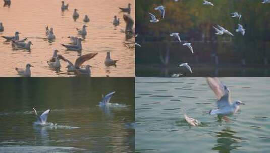 宁夏银川红嘴鸥高清在线视频素材下载