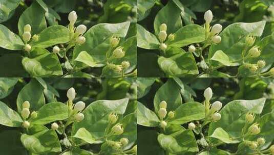 茉莉花苞特写高清在线视频素材下载