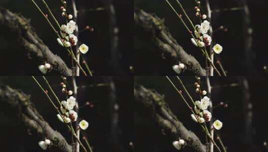 春天蜜蜂在梅花花丛花朵授粉采蜜高清在线视频素材下载