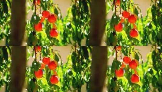 阳光照在挂在桃树茎上的桃子高清在线视频素材下载