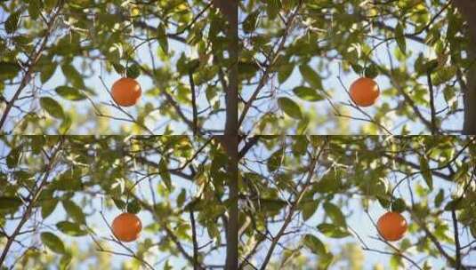 水果挂在树枝上高清在线视频素材下载
