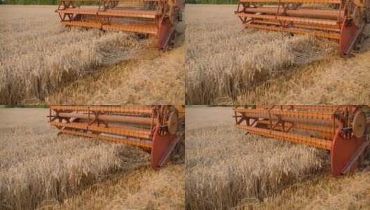 收割机收割小麦高清在线视频素材下载