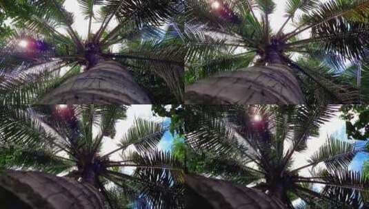 低角度拍摄的椰子树树叶高清在线视频素材下载
