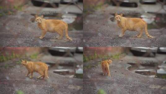 在街道上行走的小猫咪高清在线视频素材下载