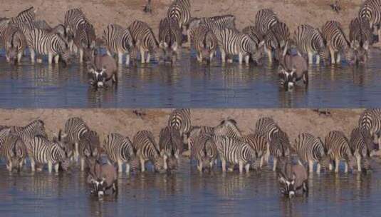 斑马和大羚羊在喝水高清在线视频素材下载
