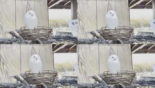 鸟巢里的雪鸮猫头鹰高清在线视频素材下载