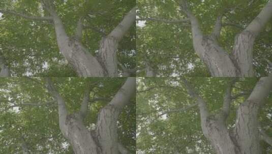 一棵梨树枝繁叶茂LOG高清在线视频素材下载