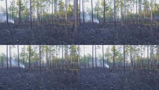 火灾后的森林高清在线视频素材下载