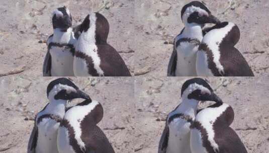 企鹅互相梳理毛发高清在线视频素材下载