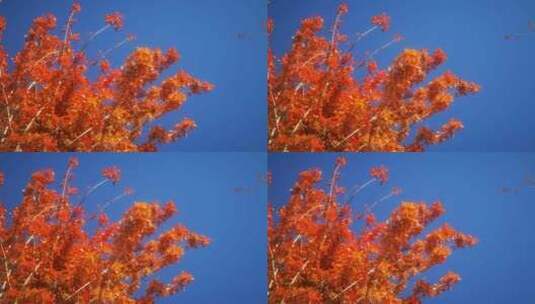 实拍秋天蓝天红色枫叶植物高清在线视频素材下载