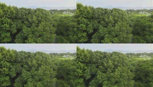 航拍茂盛的丛林树叶大片叶子4K素材高清在线视频素材下载