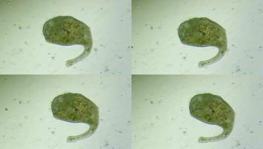 生命科学纪录片素材，显微镜下的喇叭虫2高清在线视频素材下载