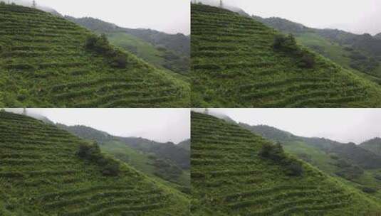 南岳衡山云雾茶茶场航拍高清在线视频素材下载