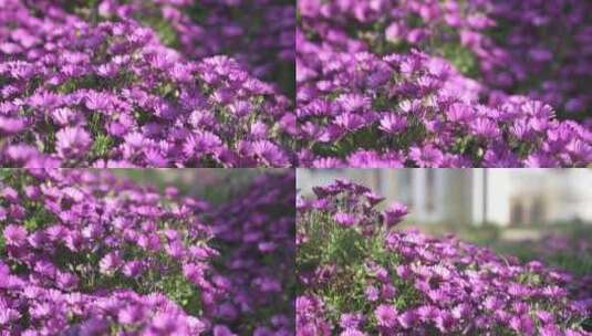 紫色花海随风飘扬高清在线视频素材下载