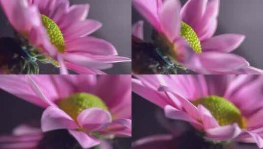【镜头合集】鲜花雏菊非洲菊的花蕊花粉高清在线视频素材下载