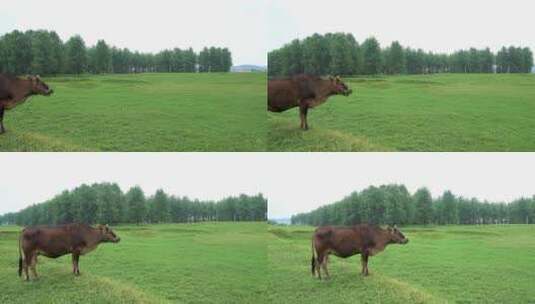 一望无际的草原黄牛悠闲地吃草高清在线视频素材下载