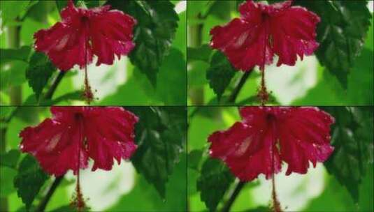 带露珠的花朵高清在线视频素材下载