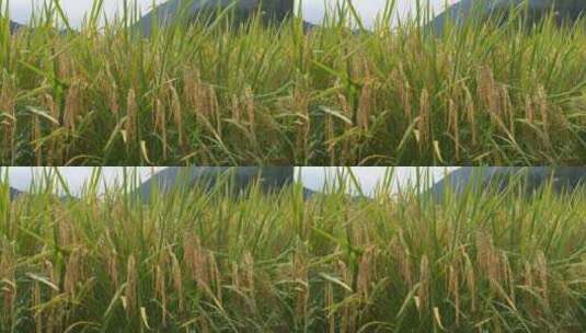 航拍水稻稻谷大米米饭农业粮食高清在线视频素材下载