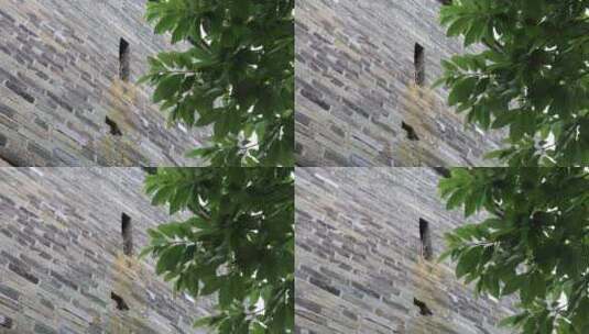透过树叶看青砖墙高清在线视频素材下载