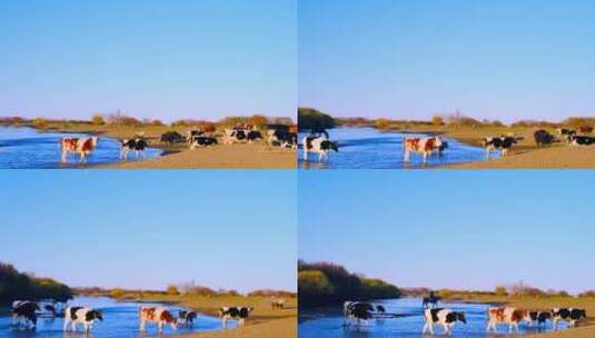 黄昏放牧归来的牛群渡过草原湿地河流高清在线视频素材下载