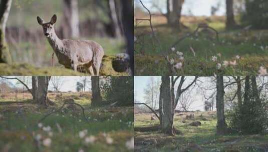 森林中觅食的野生鹿群高清在线视频素材下载