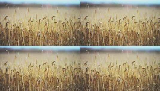 秋天成熟的麦田，丰收的景象高清在线视频素材下载