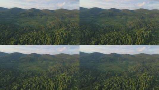 喀尔巴布韦山脉覆盖着松树林高清在线视频素材下载
