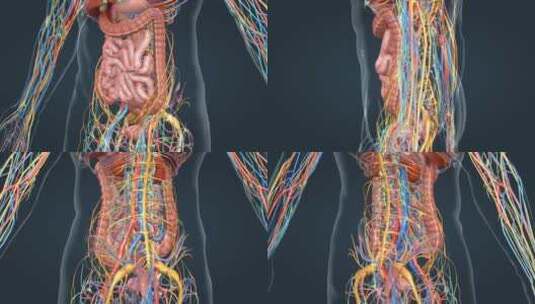 3D人体解剖肠道肝胆肾脏消化系统动画高清在线视频素材下载