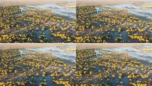 航拍秋天的阿拉善盟额济纳旗弱水胡杨林景区高清在线视频素材下载