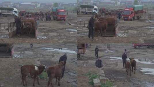 甘肃牲口市场 牛马交易男人牵着牛下车去卖高清在线视频素材下载
