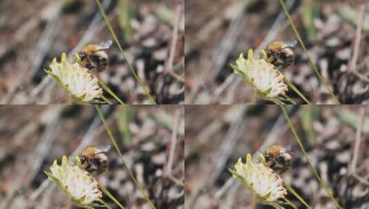 蜜蜂在花上，慢动作近距离观察高清在线视频素材下载