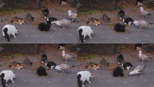 流浪猫和海鸥在街上分享猫粮高清在线视频素材下载