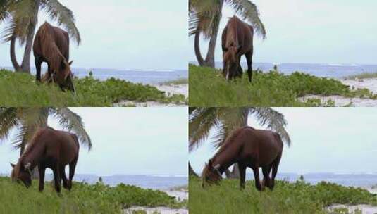 在海边吃草的马高清在线视频素材下载
